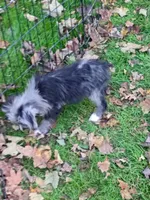 Toy Aussie Doodle girl Ready !, a female Poodle - Toy  and Toy Australian Shepherd for sale in Spraggs, PA – 6 of 9