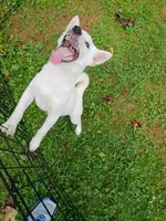 Small Cream boy reduced 9 lbs , a male Shiba Inu for sale in Spraggs, PA – 4 of 7