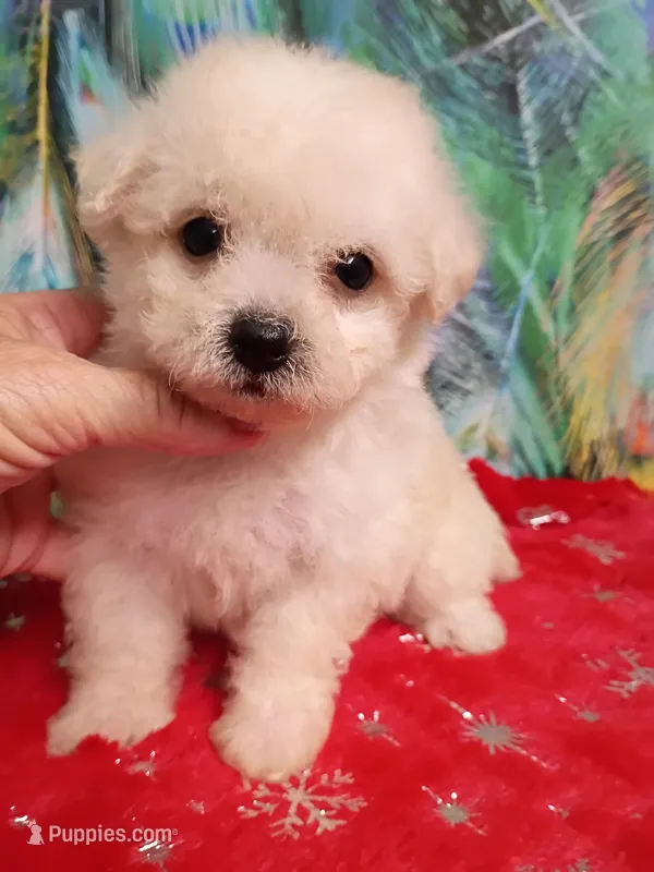 Little Bichon lady  – Bichon Frise puppy for sale in Spraggs, PA