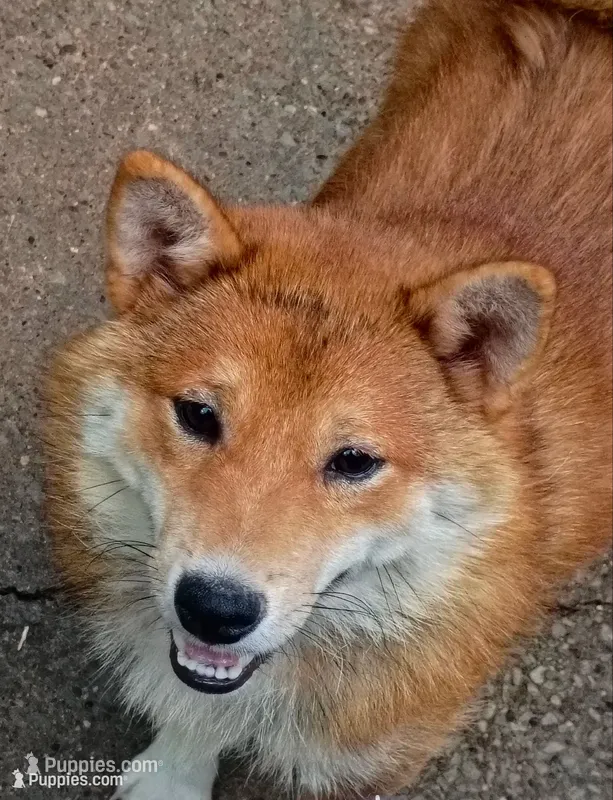 Akio 0 – Shiba Inu puppy for sale in Spraggs, PA
