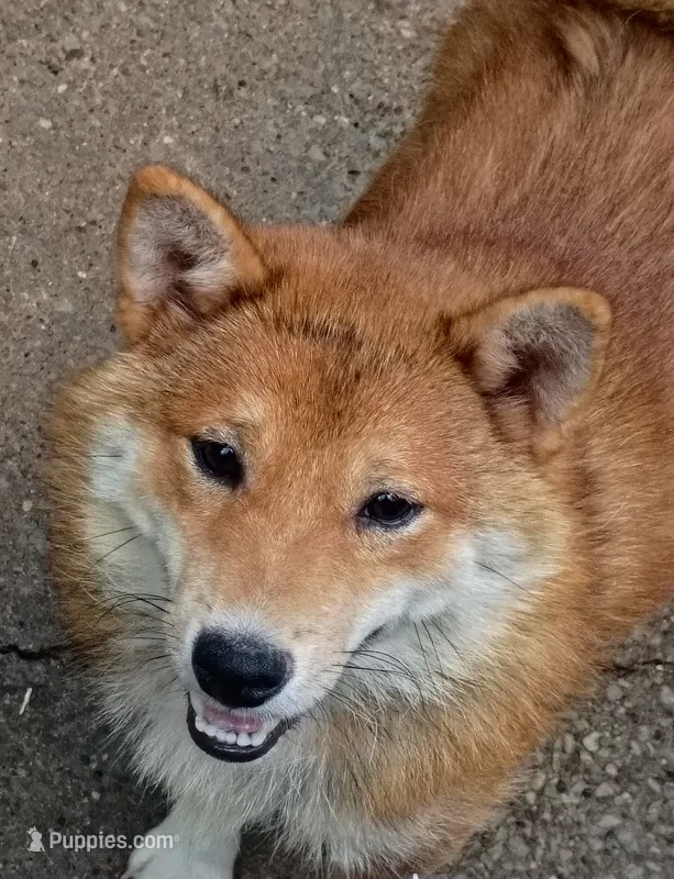 Akio  – Shiba Inu puppy for sale in Spraggs, PA