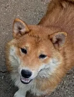 Akio 0, a male Shiba Inu for sale in Spraggs, PA – 5 of 8