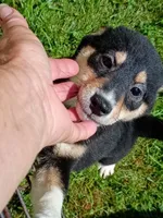 Toy Girl,  super sweet !, a female Shiba Inu for sale in Spraggs, PA – 3 of 9