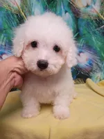 Bichon Lady Ready, a female Bichon Frise for sale in Spraggs, PA – 3 of 8