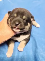 Two weeks old, a female Shiba Inu for sale in Spraggs, PA – 3 of 7