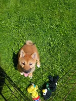 Red Sesame. Ready now !, a male Shiba Inu for sale in Spraggs, PA – 4 of 7