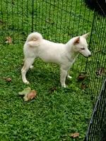 Small Cream boy reduced 9 lbs , a male Shiba Inu for sale in Spraggs, PA – 2 of 7