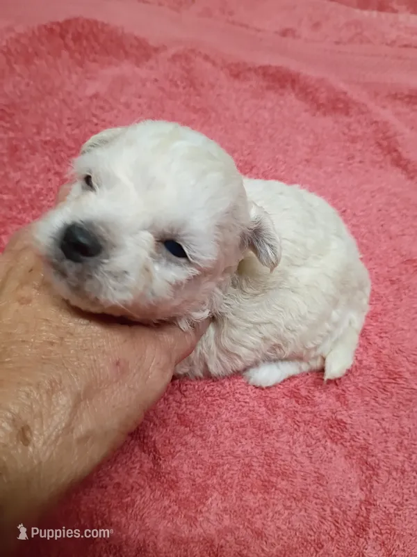 Bichon Girl – Bichon Frise puppy for sale in Spraggs, PA