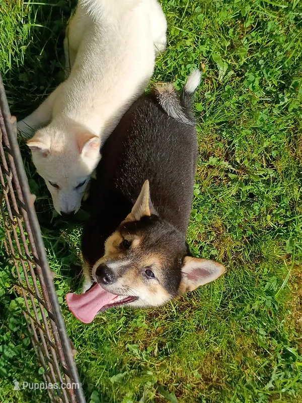 Black sesame  – Shiba Inu puppy for sale in Spraggs, PA