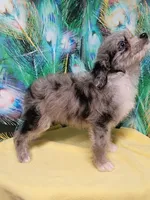 Small Blue, a female Miniature Aussiedoodle for sale in Spraggs, PA – 5 of 10