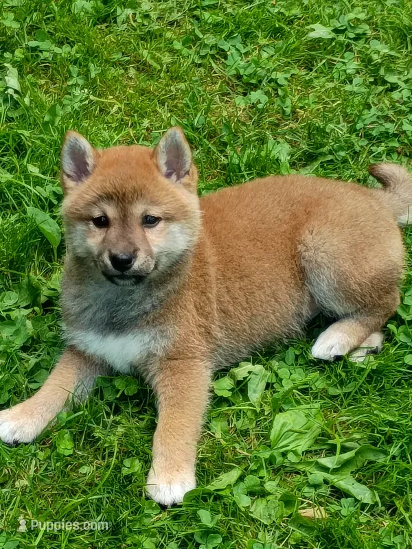 Red Meme, Ready now  !0 – Shiba Inu puppy for sale in Spraggs, PA