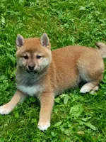 Red Meme, Ready now  !, a male Shiba Inu for sale in Spraggs, PA – 1 of 9