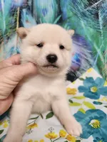 Cream little. Friendly !, a male Shiba Inu for sale in Spraggs, PA – 3 of 6