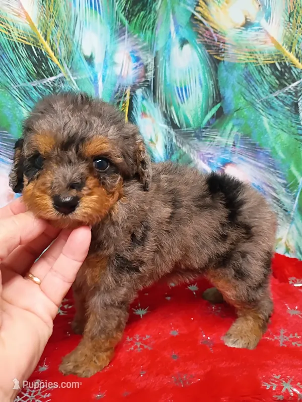 Sweet little Toy  – Miniature Aussiedoodle puppy for sale in Spraggs, PA