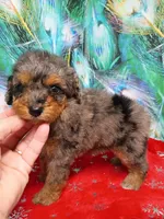 Sweet girl , a female Miniature Aussiedoodle for sale in Spraggs, PA – 5 of 8