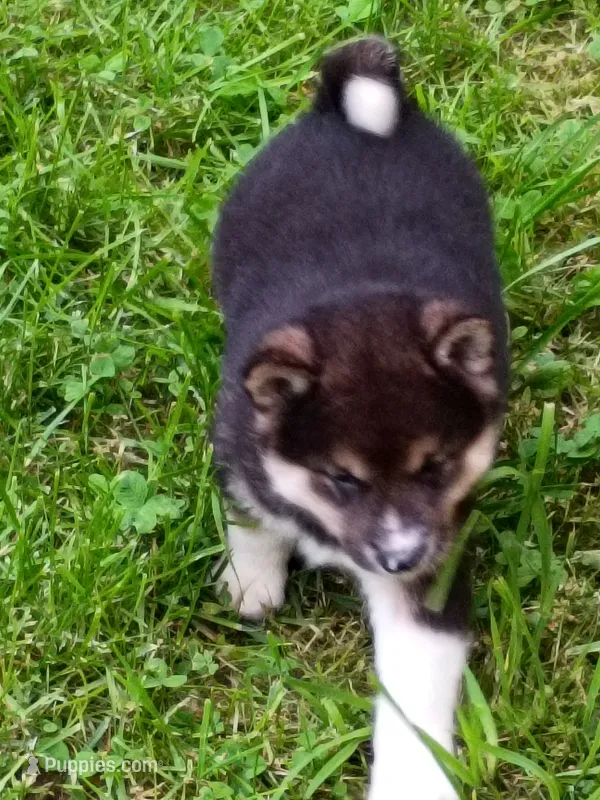 Toy/Meme Boy – Shiba Inu puppy for sale in Spraggs, PA