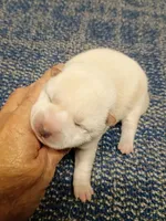 SugarPop, a male Shiba Inu for sale in Spraggs, PA – Photo 1 of 5