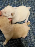 SugarPop, a male Shiba Inu for sale in Spraggs, PA – Photo 5 of 5