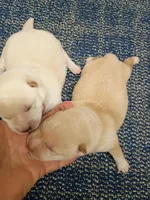 SugarPop, a male Shiba Inu for sale in Spraggs, PA – Photo 4 of 5