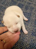 SugarPop, a male Shiba Inu for sale in Spraggs, PA – Photo 2 of 5