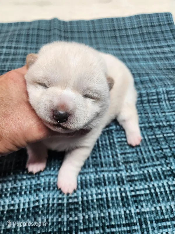 SugarPop – Shiba Inu puppy for sale in Spraggs, PA