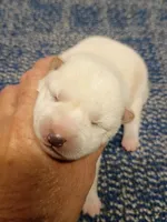 SugarPop, a male Shiba Inu for sale in Spraggs, PA – Photo 3 of 5