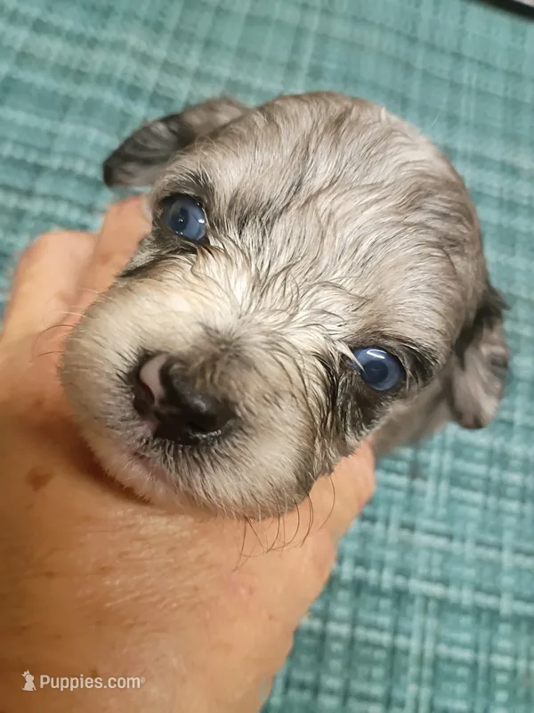 Toy Aussie doodle – Miniature Aussiedoodle puppy for sale in Spraggs, PA