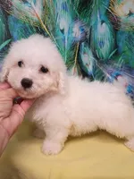 Bichon Lady Ready, a female Bichon Frise for sale in Spraggs, PA – 4 of 8