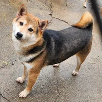 Proven male, for sale. , a male Shiba Inu for sale in Spraggs, PA – Photo 2 of 3