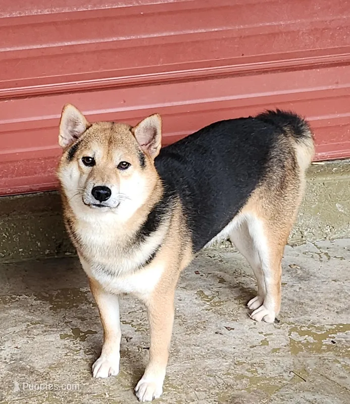 Proven male stud FOR SALE , a male Shiba Inu for sale in Spraggs, PA – Photo 1 of 3