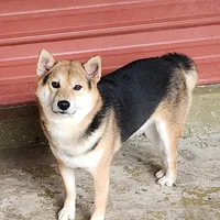 Proven male, for sale. , a male Shiba Inu for sale in Spraggs, PA – Photo 1 of 3