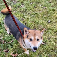 Proven male, for sale. , a male Shiba Inu for sale in Spraggs, PA – Photo 3 of 3