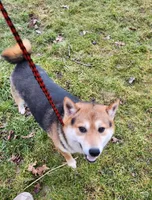 Proven male stud FOR SALE , a male Shiba Inu for sale in Spraggs, PA – Photo 3 of 3