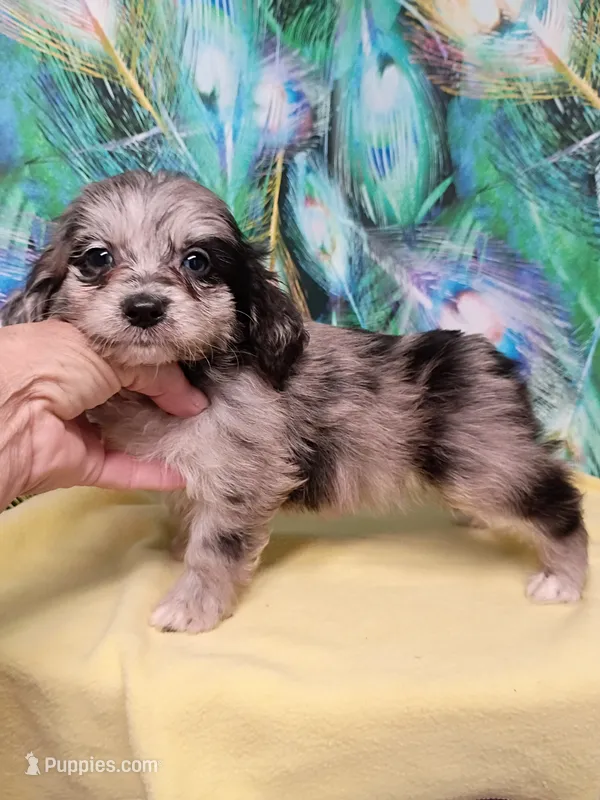 Toy Aussie doodle – Miniature Aussiedoodle puppy for sale in Spraggs, PA