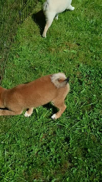 Red Sesame. Ready now !, a male Shiba Inu for sale in Spraggs, PA – 7 of 7
