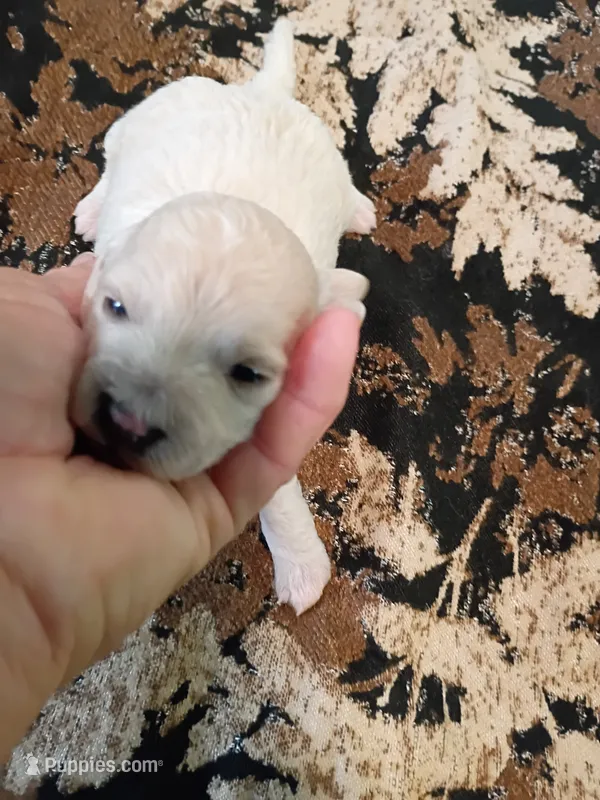 Poo-chon boy – Bichpoo puppy for sale in Spraggs, PA