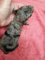  Aussie Doodle girl, a female Miniature Aussiedoodle for sale in Spraggs, PA – 2 of 4