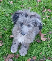 Totally Gorgeous !!!, a male Toy Australian Shepherd and Miniature Aussiedoodle for sale in Spraggs, PA – 3 of 6