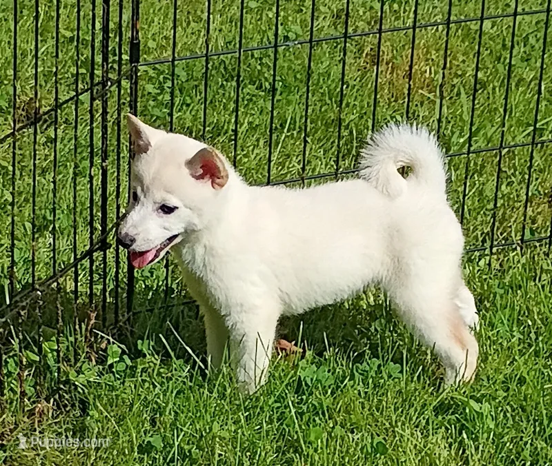 Runt Cream boy – Shiba Inu puppy for sale in Spraggs, PA