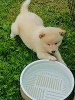 Cream little. Ready now !, a male Shiba Inu for sale in Spraggs, PA – 5 of 9