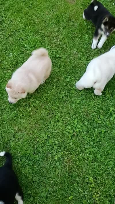 Butterscotch , a male Shiba Inu for sale in Spraggs, PA – 10 of 10
