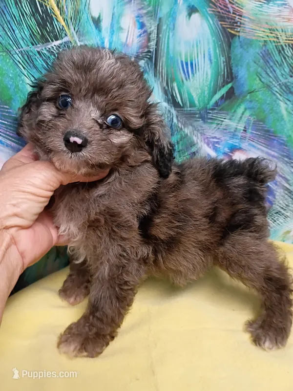 Mini blue eyes Boy – Miniature Aussiedoodle puppy for sale in Spraggs, PA