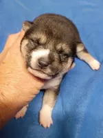 3 weeks old, a female Shiba Inu for sale in Spraggs, PA – 5 of 6
