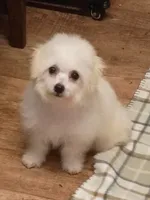 Toy size Bichon girl just 5 lbs on 10/24/26., a female Bichon Frise for sale in Spraggs, PA – 5 of 9