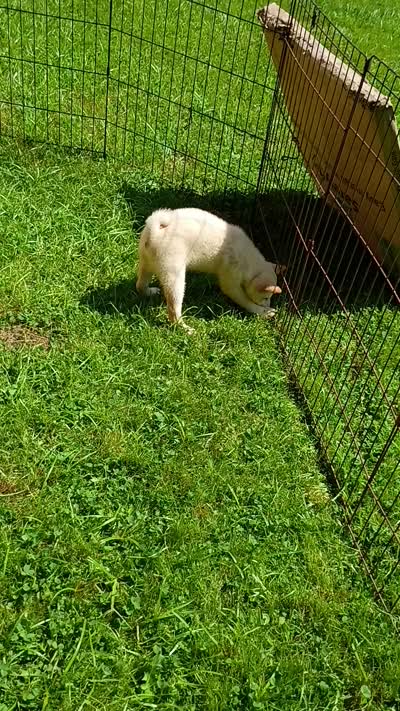 Cream little. Ready now !, a male Shiba Inu for sale in Spraggs, PA – 9 of 9
