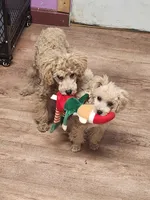 CKC Male, a male Poodle - Miniature  for sale in Spraggs, PA – Photo 6 of 6