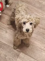 CKC Male, a male Poodle - Miniature  for sale in Spraggs, PA – Photo 1 of 6