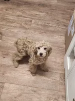 CKC Male, a male Poodle - Miniature  for sale in Spraggs, PA – Photo 3 of 6