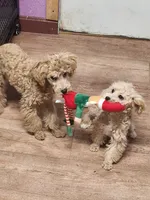 CKC Male, a male Poodle - Miniature  for sale in Spraggs, PA – Photo 5 of 6