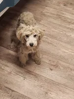 CKC Male, a male Poodle - Miniature  for sale in Spraggs, PA – Photo 4 of 6